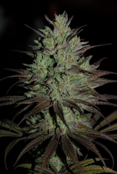 CBD #1 | ACE SEEDS | PHOTOPERIOD CANNABIS SEEDS FEMALE