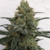 CBD #1 | ACE SEEDS | PHOTOPERIOD CANNABIS SEEDS FEMALE - Image 3