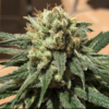 CBD #1 | ACE SEEDS | PHOTOPERIOD CANNABIS SEEDS FEMALE - Image 4