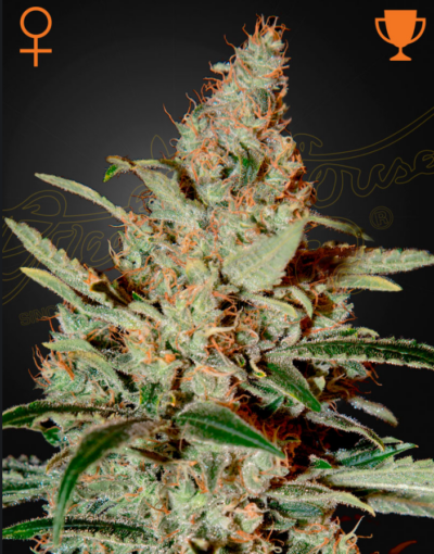 CHEMDOG | GREEN HOUSE SEED CO | PHOTOPERIOD CANNABIS SEEDS FEMALE