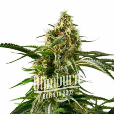 CHERRY AK  | BLIMBURN SEEDS | PHOTOPERIOD CANNABIS SEEDS FEMALE