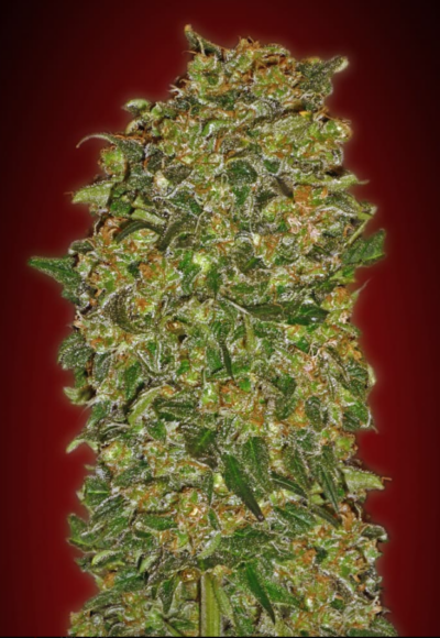 CHOCOLATE KUSH FAST | 00 SEEDS | PHOTOPERIOD CANNABIS SEEDS FEMALE