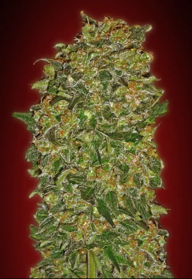 Chocolate kush image