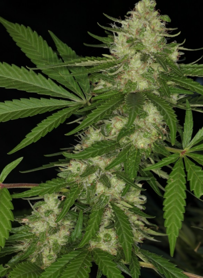 CONGO | ACE SEEDS | PHOTOPERIOD CANNABIS SEEDS FEMALE