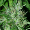 CONGO | ACE SEEDS | PHOTOPERIOD CANNABIS SEEDS FEMALE - Image 2