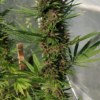 CONGO | ACE SEEDS | PHOTOPERIOD CANNABIS SEEDS FEMALE - Image 3