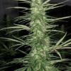 CONGO | ACE SEEDS | PHOTOPERIOD CANNABIS SEEDS FEMALE - Image 4