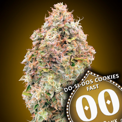 DO-SI-DOS FAST COOKIES | 00 SEEDS | PHOTOPERIOD CANNABIS SEEDS FEMALE