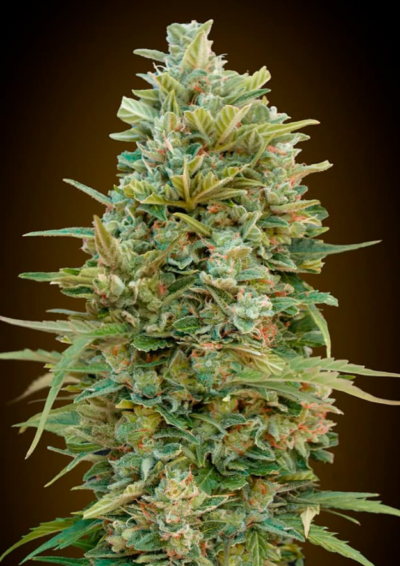 DO-SI-DOS COOKIES | 00 SEEDS | AUTOFLOWER CANNABIS SEEDS FEMALE