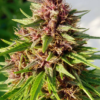 ERDPURT | ACE SEEDS | PHOTOPERIOD CANNABIS SEEDS FEMALE - Image 4