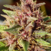 ERDPURT | ACE SEEDS | PHOTOPERIOD CANNABIS SEEDS FEMALE - Image 3