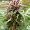 ERDPURT | ACE SEEDS | PHOTOPERIOD CANNABIS SEEDS FEMALE - Image 2