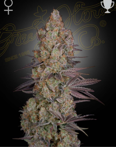 EXODUS CHEESE | GREEN HOUSE SEED CO | PHOTOPERIOD CANNABIS SEEDS FEMALE