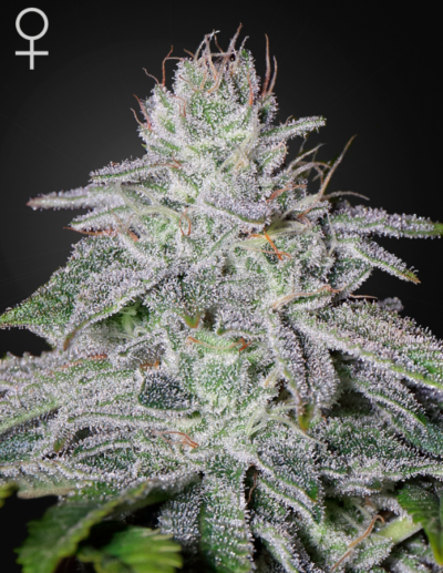 FRANCO'S LEMON CHEESE | GREEN HOUSE SEED CO | PHOTOPERIOD CANNABIS SEEDS FEMALE