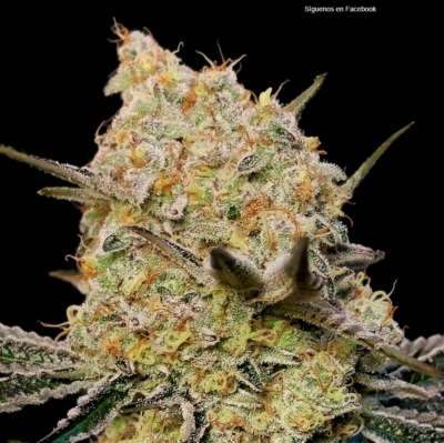 GELATO MINT | 00 SEEDS | PHOTOPERIOD CANNABIS SEEDS FEMALE