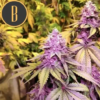 GELATO | BLIMBURN SEEDS | PHOTOPERIOD CANNABIS SEEDS FEMALE - Image 2