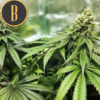 GELATO | BLIMBURN SEEDS | PHOTOPERIOD CANNABIS SEEDS FEMALE - Image 3