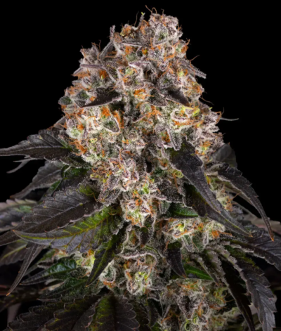 GIRL SCOUT COOKIES | BARNEY'S FARM | PHOTOPERIOD FEMALE CANNABIS SEEDS