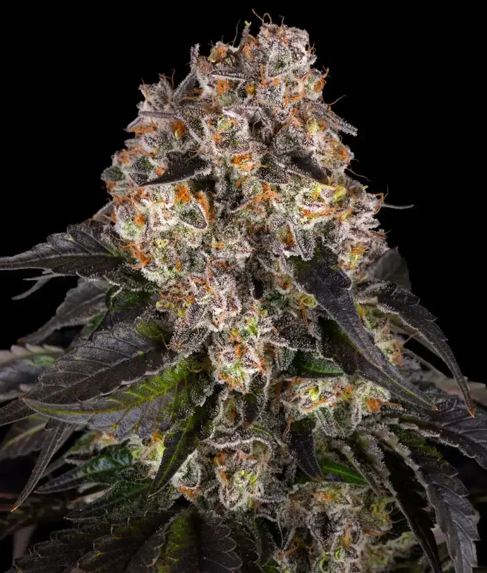 Girl Scout Cookies image