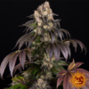 GIRL SCOUT COOKIES | BARNEY'S FARM | PHOTOPERIOD FEMALE CANNABIS SEEDS - Image 3