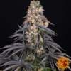 GIRL SCOUT COOKIES | BARNEY'S FARM | PHOTOPERIOD FEMALE CANNABIS SEEDS - Image 2