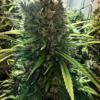 GOLDEN TIGER | ACE SEEDS | PHOTOPERIOD CANNABIS SEEDS FEMALE - Image 2