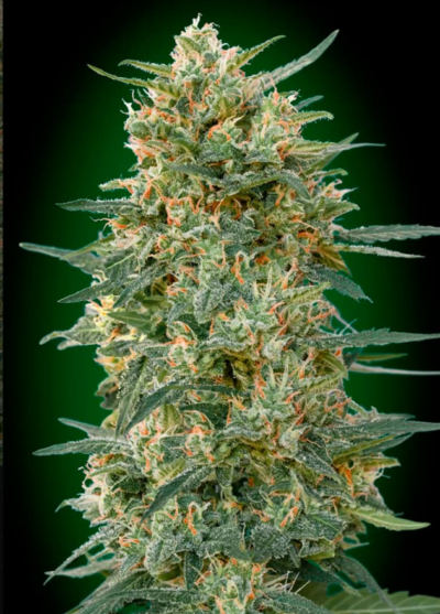 GORILLA FAST | 00 SEEDS | PHOTOPERIOD CANNABIS SEEDS FEMALE