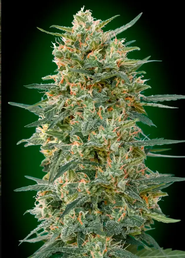 Gorilla Fast cannabis image