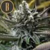 Granddaddy Purple C Blimburn