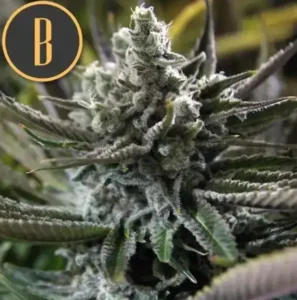 Granddaddy Purple C Blimburn