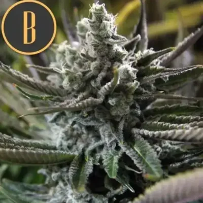 Granddaddy-purple-c-Blimburn.webp