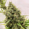 GUAWI | ACE SEEDS | PHOTOPERIOD CANNABIS SEEDS FEMALE - Image 4