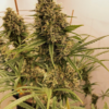 GUAWI | ACE SEEDS | PHOTOPERIOD CANNABIS SEEDS FEMALE - Image 3