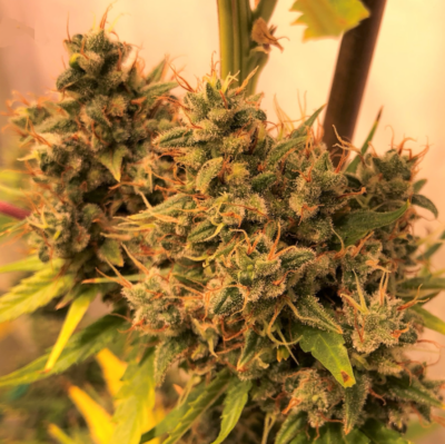 GUAWI | ACE SEEDS | PHOTOPERIOD CANNABIS SEEDS FEMALE