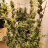 GUAWI | ACE SEEDS | PHOTOPERIOD CANNABIS SEEDS FEMALE - Image 2