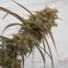 HAZE X KALI CHINA | ACE SEEDS | PHOTOPERIOD CANNABIS SEEDS FEMALE - Image 3