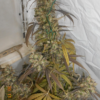 HAZE X KALI CHINA | ACE SEEDS | PHOTOPERIOD CANNABIS SEEDS FEMALE - Image 4