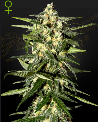 JACK HERER | GREEN HOUSE SEED CO | AUTOFLOWER CANNABIS SEEDS FEMALE