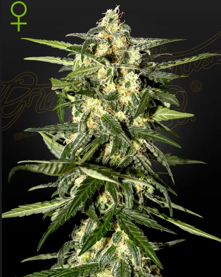 Jack Herer Auto - Green House