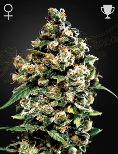 JACK HERER | GREEN HOUSE SEED CO | PHOTOPERIOD CANNABIS SEEDS FEMALE