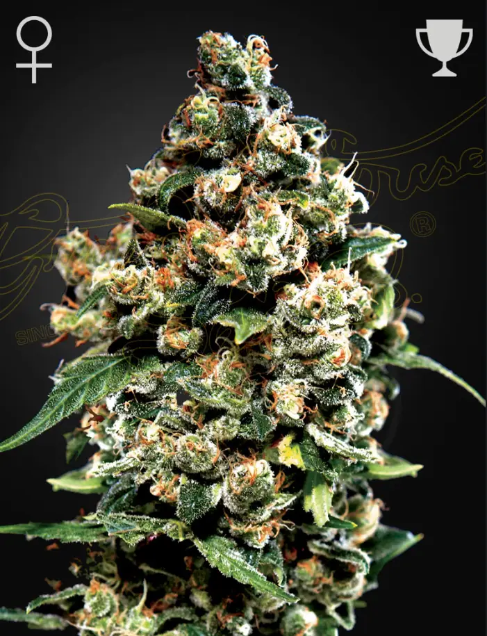 Jack Herer image