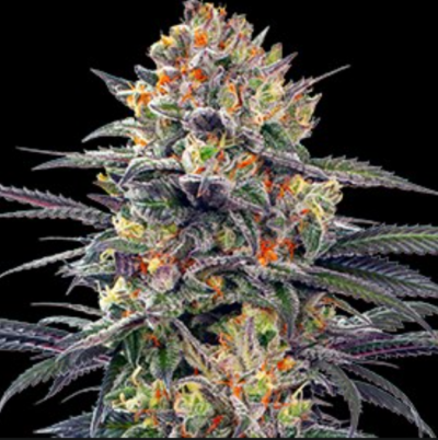 JEALOUS MARY AUTO | G13 LABS | AUTOFLOWER CANNABIS SEEDS FEMALE