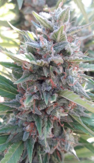 KALI CHINA | ACE SEEDS | PHOTOPERIOD CANNABIS SEEDS FEMALE