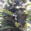 KALI CHINA | ACE SEEDS | PHOTOPERIOD CANNABIS SEEDS FEMALE - Image 2