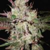 KALI CHINA | ACE SEEDS | PHOTOPERIOD CANNABIS SEEDS FEMALE - Image 3