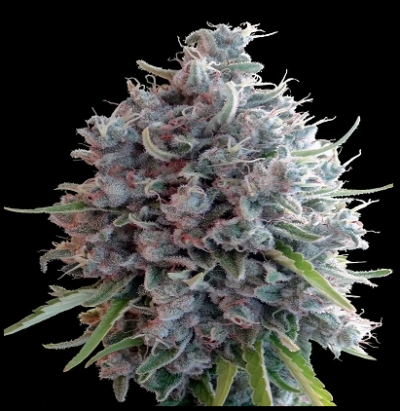 KILLER A5 HAZE | ACE SEEDS | PHOTOPERIOD CANNABIS SEEDS FEMALE