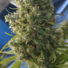 KILLER A5 HAZE | ACE SEEDS | PHOTOPERIOD CANNABIS SEEDS FEMALE - Image 2