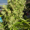 KILLER A5 HAZE | ACE SEEDS | PHOTOPERIOD CANNABIS SEEDS FEMALE - Image 3