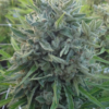 KILLER A5 HAZE | ACE SEEDS | PHOTOPERIOD CANNABIS SEEDS FEMALE - Image 4