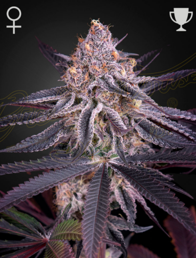 KING'S JUICE | GREEN HOUSE SEED CO | PHOTOPERIOD CANNABIS SEEDS FEMALE